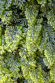 Tunbridge's filmy fern (Hymenophyllum tunbrigense), a small fern with translucent, fragile-looking fronds containing only a few layers of cells. It can form large colonies on damp siliceous rocks, often among mosses. Galicia - Spain