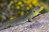 Lézard ocellé ibérique en Galice (Timon lepidus ibericus). Le plus grand lézard d'Europe continentale - présent localement dans les garrigues riches en abris rocheux ou terriers de lapins - Galice - Espagne
