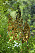Royal fern (Osmunda regalis). Fertile fronds covered with sporangia - Osmunda regalis lives on poor, fairly acidic soils, such as sandy, clayey and peaty environments. These environments must be characterized by high humidity. In temperate Europe, it is generally found under the canopy of swampy woods (marshes or peat bogs), or under alders and willows on the banks of streams or ditches. It is often found in association with alder, notably in the Alnion glutinosae or Osmundo-Alnion plant associations - a large fern common in Galicia, and cosmopolitan.