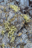Lichens on a rocky coast in Galicia (Spain). Fruticose lichen: Ramalina siliquosa, characteristic of a humid maritime environment - crustaceous lichen of the genus Pertusaria, no doubt.