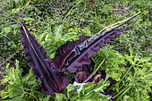 Arum dragon or common snakewort (Dracunculus vulgaris). Like many Araceae, the inflorescence gives off the smell of rotting meat to attract pollinating insects, mainly flies, Asturias coast, Spain.