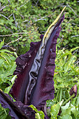 Arum dragon or common snakewort (Dracunculus vulgaris). Like many Araceae, the inflorescence gives off the smell of rotting meat to attract pollinating insects, mainly flies, Asturias coast, Spain.