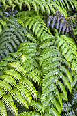 Fronds of Woorwardia radicans in Galicia. Spectacular fern with fronds nearly two meters long, of subtropical origin, surviving in very rare hyperhumid and warm localities in southern Europe and the Canaries (relic of the Tertiary era) - Spreads rapidly by bulbils at the end of the fronds - Punta Robaleira - North of La Coruña - Galicia - Spain
