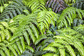 Fronds of Woorwardia radicans in Galicia. Spectacular fern with fronds nearly two meters long, of subtropical origin, surviving in very rare hyperhumid and warm localities in southern Europe and the Canaries (relic of the Tertiary era) - Spreads rapidly by bulbils at the end of the fronds - Punta Robaleira - North of La Coruña - Galicia - Spain