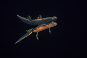 Alpine newt reflecting on the surface (Ichthyosaura alpestris) is a species of newt native to continental Europe, lake di Starlaresc da Sgiof, upper Verzasca valley, Ticino, Switzerland, Europe