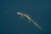 Alpine newt female (Ichthyosaura alpestris) is a species of newt native to continental Europe, lake di Starlaresc da Sgiof, upper Verzasca valley, Ticino, Switzerland, Europe