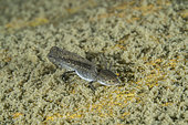Alpine newt (Ichthyosaura alpestris). Paedomorphy, where adults do not metamorphose and instead retain their gills and stay aquatic, lake di Starlaresc da Sgiof, upper Verzasca valley, Ticino, Switzerland, Europe