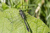 Club-tailed dragonfly (Gomphus vulgatissimus) male on a leaf by a stream in late spring, Esch Valley, Lorraine, France
