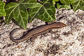 Common Wall lizard (Podarcis muralis) on a low wall in summer, Country garden, Lorraine, France