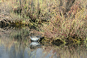 Common snipe (Gallinago gallinago) in the mudflat of an old pond in late summer, Salin des Pesquiers in Hyères, Var, France