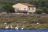 Landscape of the former salt marshes converted into a protected area, with a small group of flamingos in late summer, and the Maison de la Nature managed by the LPO, Levée Saint Nicolas Hyères, Var, France