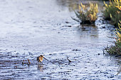 Common snipe (Gallinago gallinago) in the mudflat of an old pond in late summer, Salin des Pesquiers in Hyères, Var, France