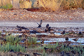 Starling (Sturnus vulgaris) Group on the ground near a mudflat in autumn, Salin des Pesquiers in Hyères, Var, France