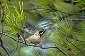 Firecrest (Regulus ignicapilla) in a pine tree in late summer, Salin des Pesquiers in Hyères, Var, France