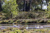 Landscape of former salt marshes converted into a protected area, with a small group of flamingos in late summer, Hyères, Var, France