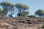 Landscape of the Maures plain with sandstone slabs and umbrella pines in autumn, National Reserve protected site. Plot of land spared by fires in recent years, near Les Mayons, Var, France