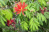 Powder puff plant (Calliandra surinamensis), detail of a flower in autumn, Jardin public à Hyères, Var, France