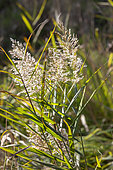 Common reed or phragmite (Phragmites australis), detail of inflorescences in autumn, Roselières des étangs et rigolles du Plan de La Garde, Var, France