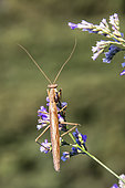 Grey mantis (Ameles decolor) male on a clump of saladelle in autumn, near Hyères, Var, France