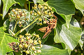 European hornet (Vespa crabro) gathering ivy flowers in autumn, Country garden, Lorraine, France