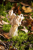 White elfin saddle (Helvella crispa) Foot in the moss under a canopy of birch trees in autumn, Country garden, Lorraine, France