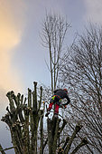 Pruning a lime tree in an autumn country garden, Lorraine, France