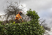 Pruning a Caucasian laurel in an autumn country garden, Lorraine, France