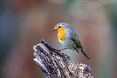 House robin (Erithacus rubecula) on an old stump in winter, Country garden, Lorraine, France