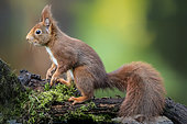 Red squirrel (Sciurus vulgaris) standing on a stump used as a bird feeder in winter, Country garden in Lorraine, France