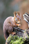 Red squirrel (Sciurus vulgaris) standing on a stump used as a bird feeder in winter, Country garden in Lorraine, France