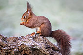 Red squirrel (Sciurus vulgaris) standing on a stump used as a bird feeder in winter, Country garden in Lorraine, France
