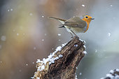 House robin (Erithacus rubecula) on an old stump under the snow in winter, Country garden, Lorraine, France
