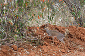 Kirk's Dik-dik ( Madoqua kirki) on a road in the Laikipia region in October, Kenya