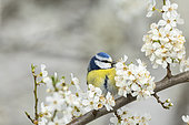 Blue tit (Cyanistes caeruleus) standing on a plum tree in bloom, Alsace, France