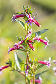 Cigar Flower, Cuphea hyssopifolia 'Roxy', flowers