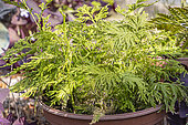 Spikemoss, Selaginella tamariscina, leaves