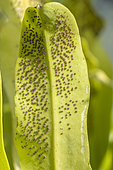 Elkhorn Fern, Polypodium punctatum, sporangium