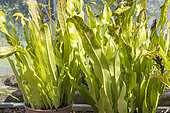 Elkhorn Fern, Polypodium punctatum, in pot