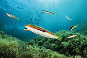 Rainbow wrasses (Coris julis) swimming above the bottom, Port-Cros National Park, France, Mediterranean Sea