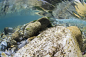 Simulium larvae in the Dourbie river, Aveyron, Occitanie, France