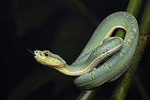 Juvenile Green jararaca (Bothrops bilineatus) young individual resting on a branch, Montagne de Kaw, French Guiana.