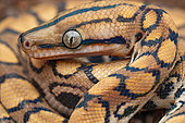 Rainbow boa (Epicrates cenchria), Régina, French Guiana.