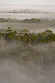 Morning view of the Amazon rainforest, inselberg du vieux broussard, French Guiana
