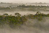 Morning view of the Amazon rainforest, inselberg du vieux broussard, French Guiana