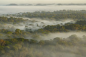 Morning view of the Amazon rainforest, inselberg du vieux broussard, French Guiana