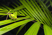 Young Peacock katydid (Pterochroza ocellata), Régina, French Guiana