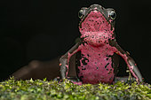 Cayenne stubfoot Toad (Atelopus flavescens), Voltaire Falls, French Guiana.