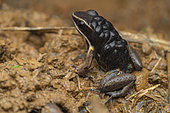 Poison Dart Frog (Allobates femoralis) carrying tadpoles on its back, Saül, French Guiana.
