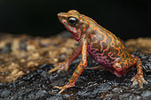 Cayenne stubfoot Toad (Atelopus flavescens), Saul, French Guiana.