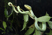 Green jararaca (Bothrops bilineatus), Saül, French Guiana.